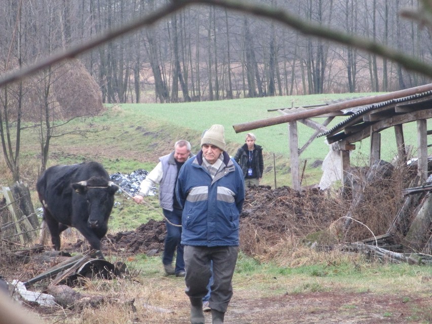 Chodel: Przetrzymywał krowy w tragicznych warunkach. Interweniowali obrońcy praw zwierząt