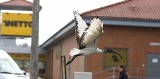 Ibis czczony w Słupsku. Egzotyczny ptak z Afryki spaceruje po centrum miasta