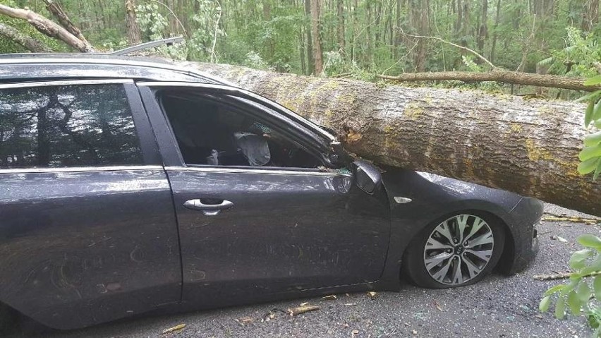 Drzewo przygniotło samochód pod Trzcianką.