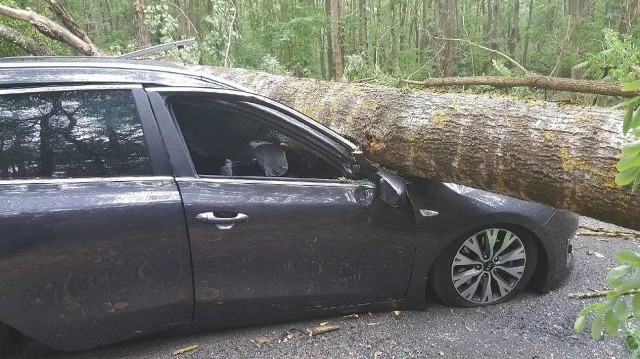 Drzewo przygniotło samochód pod Trzcianką.