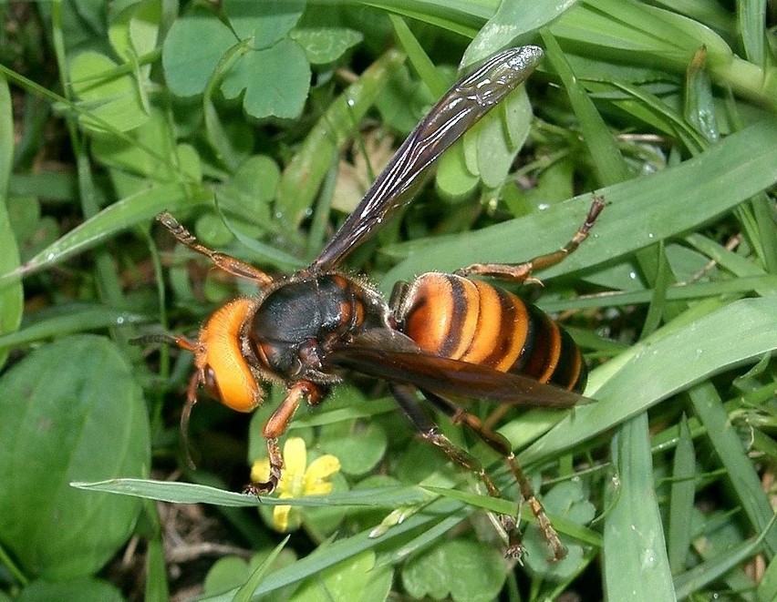 Długość ciała wynosi od 2,5 do 4,5 cm (królowe),  rozpiętość...