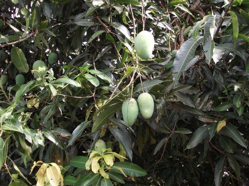 Mango to egzotyczna roślina, którą możemy wyhodować z...