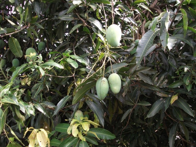 Mango to egzotyczna roślina, którą możemy wyhodować z pestki.