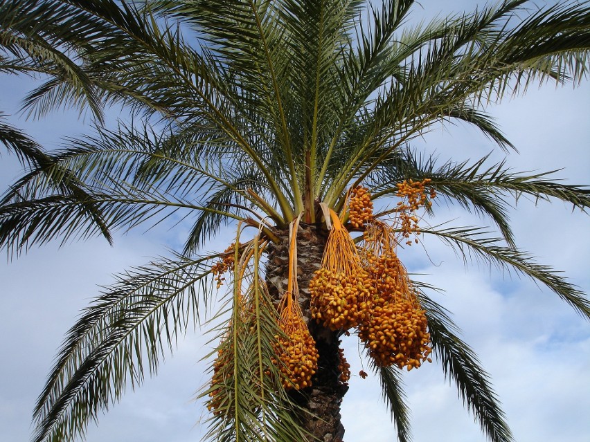 Palmę daktylową możemy wyhodować oczywiście z pestki...