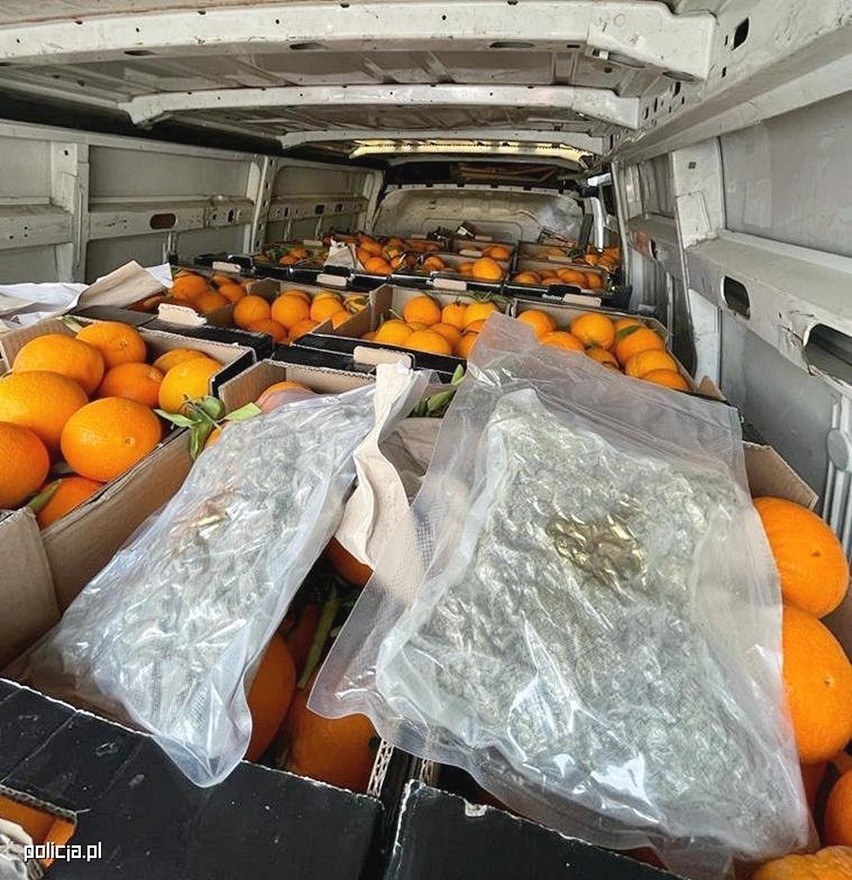 Lublin. CBŚP przechwyciło transport 177 kg narkotyku. Marihuana była ukryta między pomarańczami z Hiszpanii [ZDJĘCIA + WIDEO]