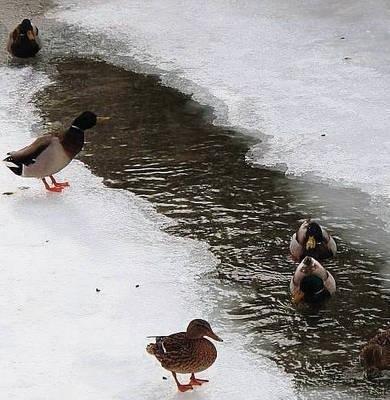 Kaczki zimujące w potoku Bysinka też marzną Fot. Maciej Hołuj
