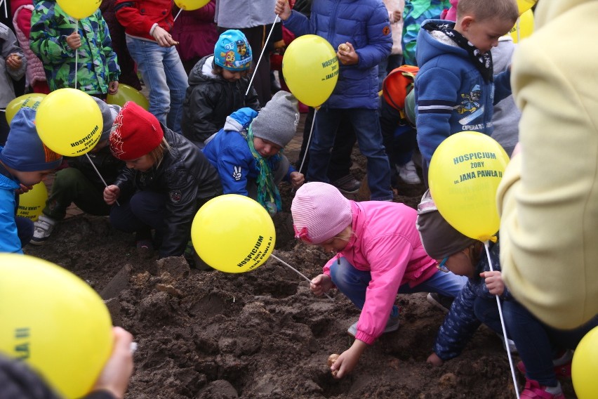 W Żorach zasadzili prawie 1000 żonkili, tworząc "Pole Nadziei" przy hospicjum