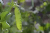 Te rośliny to najlepsze towarzystwo dla ogórków w warzywniku