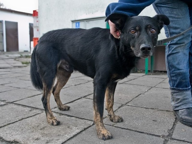 Zagłodzony i spragniony pies został odwieziony w czwartek do Schroniska dla Zwierząt w Słupsku.