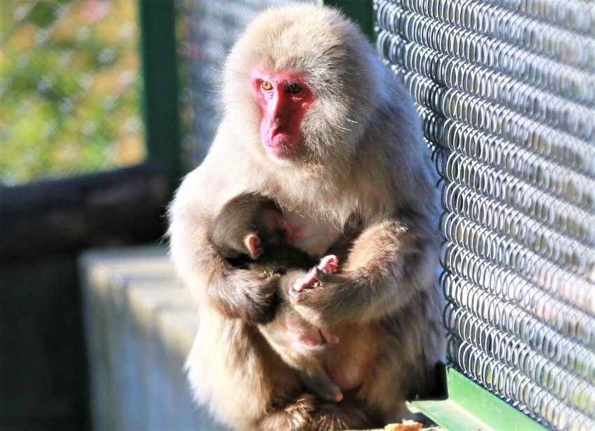 Pierwsza małpka urodziła się w ZOO Leśne Zacisze w Lisowie w powiecie kieleckim. Mamy wideo z pierwszego karmienia! [FILM]