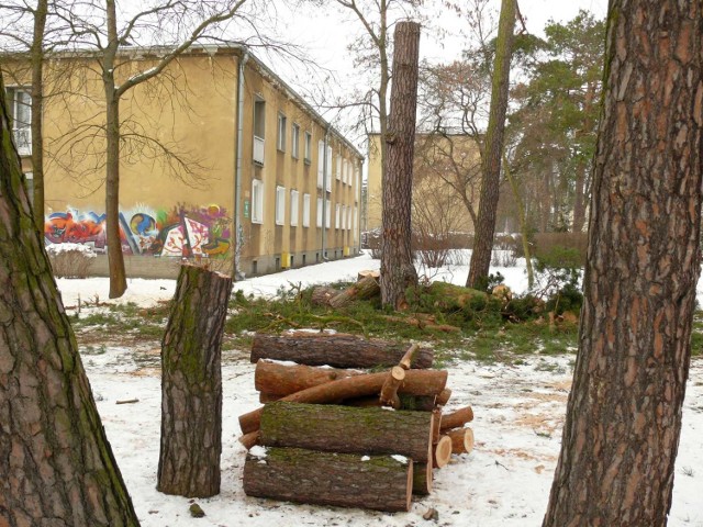 Wycinka drzew w parku przy szkole muzycznej.