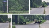 Dzikie zwierzęta w Łodzi. Przy trasie Górna wataha dzików żerowała na trawniku. Była tam widziana nie pierwszy raz