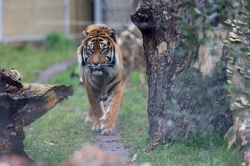 Tygrys Tengah urodził się 26 lutego 2009 r. Jego gatunek...