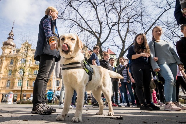 Wczoraj na Placu Wolności odbył się happening „Pachnąca Wiosna”, który wpisuje się w cykl wiosennych akcji na rzecz naszego najbliższego otoczenia, osiedlowych parków, skwerów czy alejek. Akcja ma na celu przypomnienie właścicielom zwierząt o ciążących na nich obowiązkach sprzątania nieczystości po swoich pupilach. To także doskonała okazja, żeby nauczyć dzieci ostrożności i odpowiedniego zachowania w stosunku do obcych psów. Kolejny happening w ramach "Pachnącej Wiosny" już we wtorek, 24 kwietnia, przy ulicy Polanka 13 w pobliżu „Balatonu”, w godzinach od 10:00 do 13:00.Organizatorami akcji jest Straż Miejska wraz z Radą Osiedla Bocianowo Śródmieście Stare Miasto, Radą Osiedla Bartodzieje, Schroniskiem dla Zwierząt w Bydgoszczy, Biurem Zarządzania Gospodarką Odpadami Komunalnymi Urzędu Miasta w Bydgoszczy, Wydziałem Gospodarki Komunalnej Urzędu Miasta w Bydgoszczy, Nadleśnictwem Żołędowo oraz KynoPark – pozytywne szkolenie psów. Do 19 kwietnia będzie ciepło i wiosennie (źródło TVN/X-News):