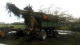 Gmina Wielichowo: Mężczyzna ukradł dziewięć drzew. Wyrwał olchę czarną z korzeniami