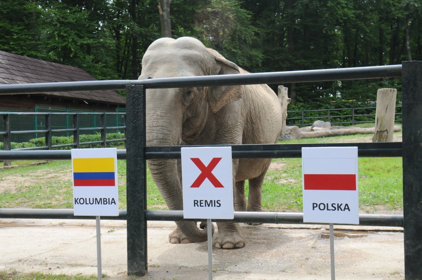 Mundial. Słonica z krakowskiego zoo odbiera złudzenia kibicom biało-czerwonych