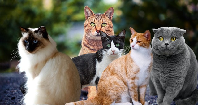 Według badaczy, wpływ na inteligencje kota ma nie sama rasa, a temperament jegomościa, a także środowisko, w którym się wychowuje. Czy to oznacza, że kot żyjący na łonie natury jest mądrzejszy od naszego domowego przyjaciela? Niekoniecznie!Sprawdź w naszej galerii, które rasy kotów uznawane są za najmądrzejsze. Szczegóły na kolejnych slajdach >>>