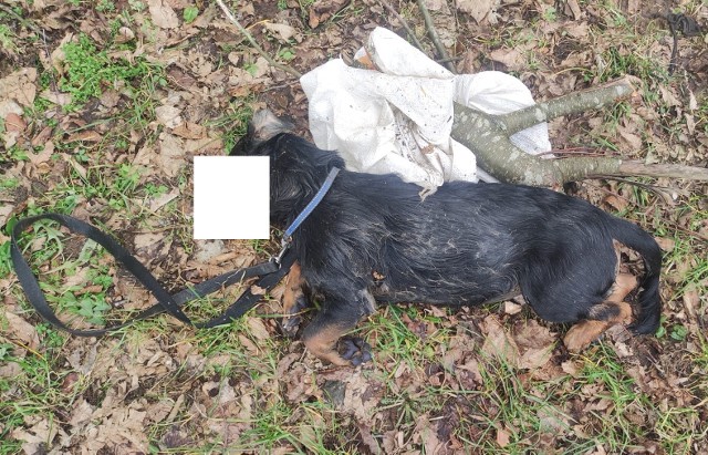 Nieżywy pies został wyciągnięty przez wędkarza z jeziora Lednik.