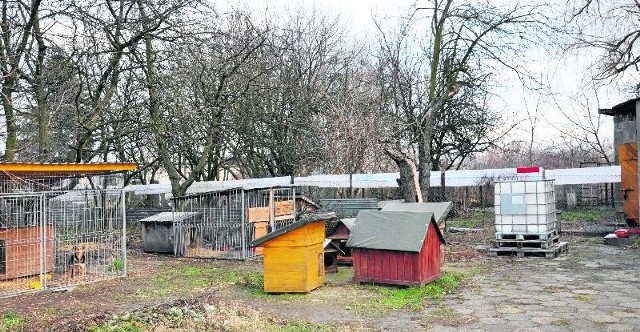 Przytulisko na ulicy Wiśniowej  w Sandomierzu funkcjonuje od 2006 roku. W tej chwili daje schronienie 18 czworonogom. Placówka utrzymywana jest wyłącznie z darowizn i odpisów podatkowych na rzecz stowarzyszenia. 