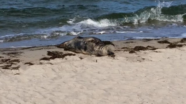 Foka wylegiwała się na plaży w Helu