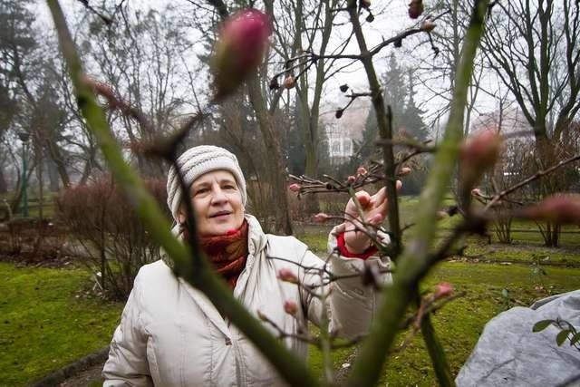 Połowa stycznia. Barbara Wilbrandt przy kalinie wonnej w ogrodzie botanicznym UKW