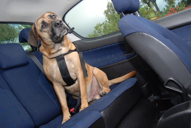 Pies czy kot nie mogą biegać po samochodzie w czasie jazdy ani siadać na kolanach kierowcy. Muszą być unieruchomione.