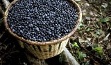 Jagoda Acai Berry na odchudzanie [WŁAŚCIWOŚCI, OPINIE] Gdzie kupić jagody acai?