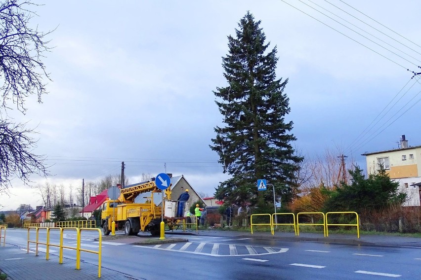 Świątecznie ubrali najwyższe drzewo w Malczkowie (zdjęcia)