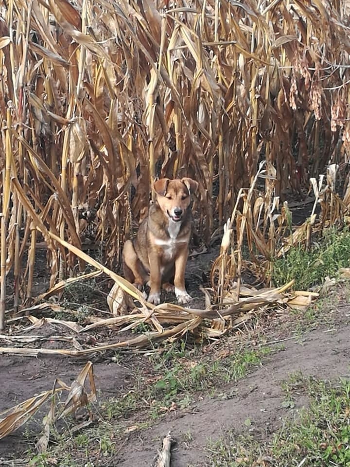 O bezdomnym psie, który mieszkał na polu kukurydzy przy...