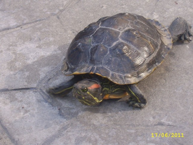 Żółw przechadzał się po parkingu przy alei Grzecznarowskiego.