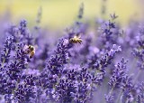 Osa, szerszeń, trzmiel czy pszczoła – jak wyglądają? Zobacz jak je odróżnić. Ta wiedza może Ci się przydać przy ukąszeniu