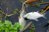 Martwe ryby w Odrze: Inspektorzy WIOŚ szukają przyczyn (ZDJĘCIA)