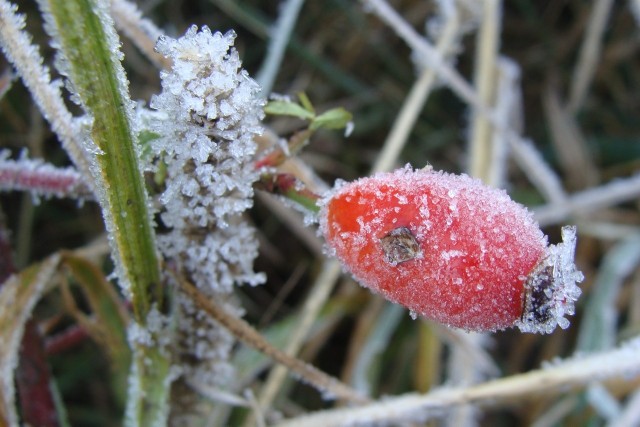 Niektóre rośliny ogrodowe są odporne na zimno. Jednak jest wiele takich, które przed mrozem trzeba chronić.