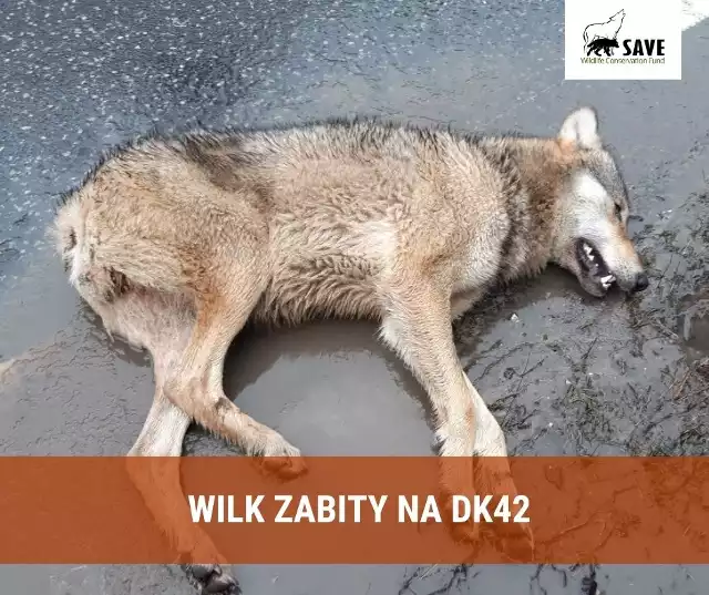 Dwuletni wilk zginął na drodze krajowej numer 42 w powiecie koneckim, został potrącony przez samochód.
