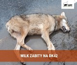 Kolejny wilk potrącony przez samochód. Znaleźli go leśnicy w okolicy Odrowąża