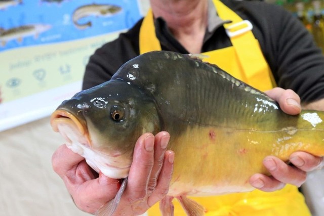 Karp uchodzi za rybę tłustą, tymczasem średnia zawartość tłuszczu karpia (ok. 130 g/100 g) jest niższa, niż w przypadku tłustych ryb morskich. Porcja 220 g mięsa karpia pokrywa dziennie zapotrzebowanie osoby dorosłej na białko i witaminy. Jak kupić dobrego karpia? Sprawdź w naszej galerii >>>>>