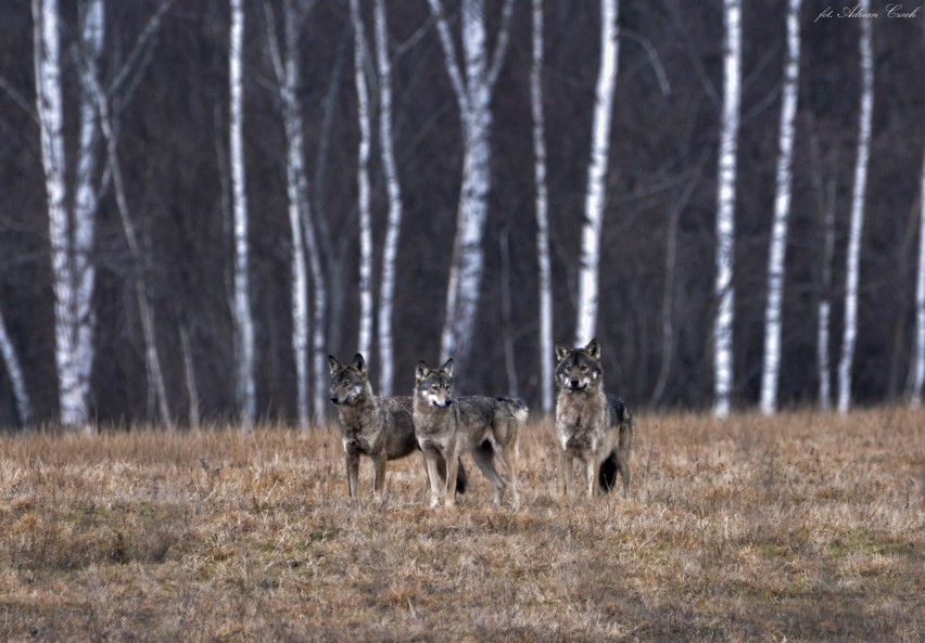 Niezwykła wataha sfotografowana w Bieszczadach. Liczyła 23 wilki. Zobacz zdjęcia!