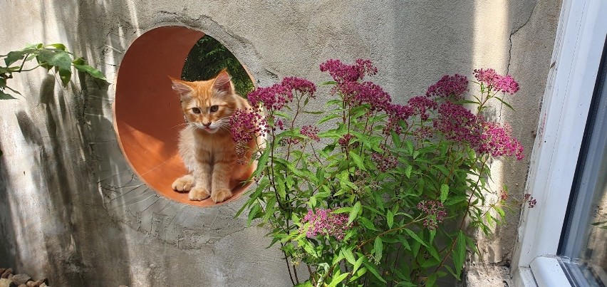 Lord Kot w Suwałkach. To prawdziwy koci raj! Oto pierwsza w regionie kocia kawiarnia (zdjęcia)