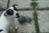 Żółw z refleksem: gra w piłkę z psem (wideo)