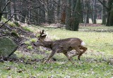 Utknęli na wyspie  pośrodku stawu