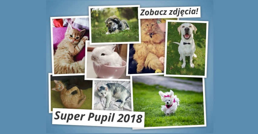 Super Pupil 2018. Zobacz zdjęcia uroczych zwierzątek! [GŁOSOWANIE ZAKOŃCZONE]