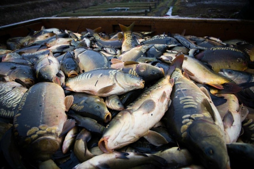 Decyzja o wprowadzeniu zakazu sprzedaży żywych ryb spotkała...