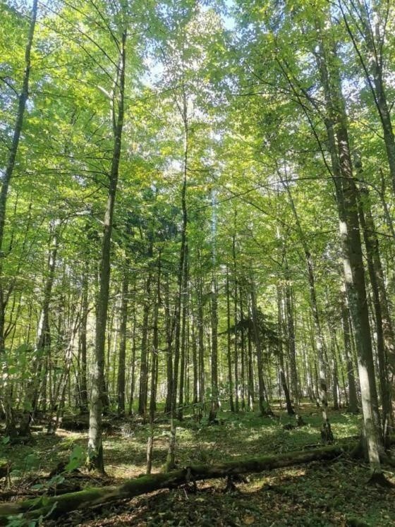 W Puszczy Białowieskiej szlachetne gatunki drzew są wypierane przez bardziej ekspansywne, takie jak choćby grab pospolity. Obecnie las jest z dużym udziałem grabu.