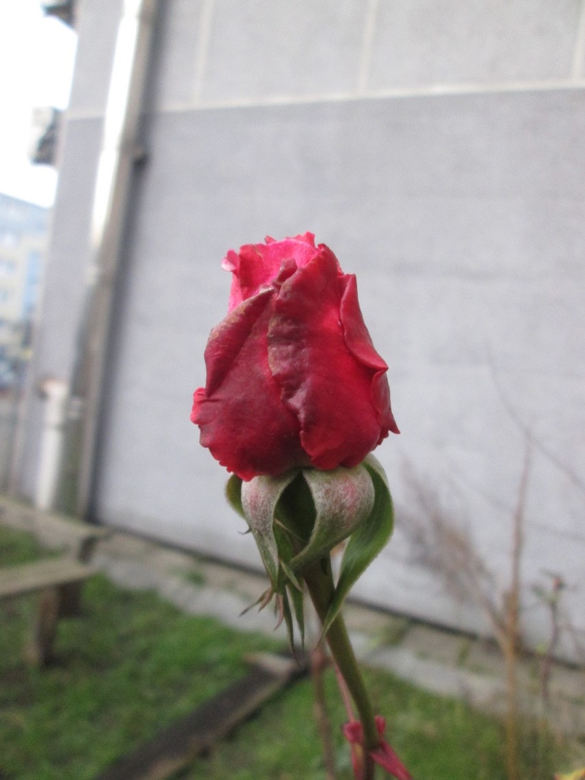 Na podwórku przy ul. Palacza zakwitła róża