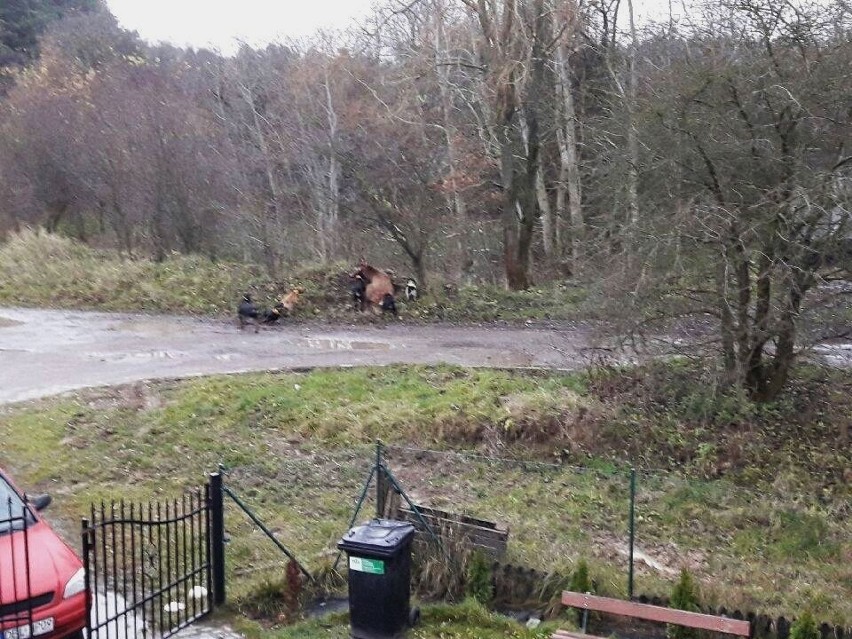 Myśliwi z Poznania pozwolili żywcem rozszarpać jelenia....