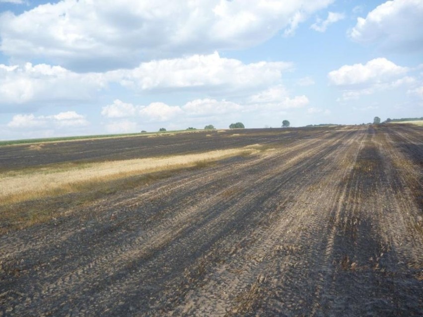 Długa Goślina: Spłonęło 20 hektarów pola ze zbożem