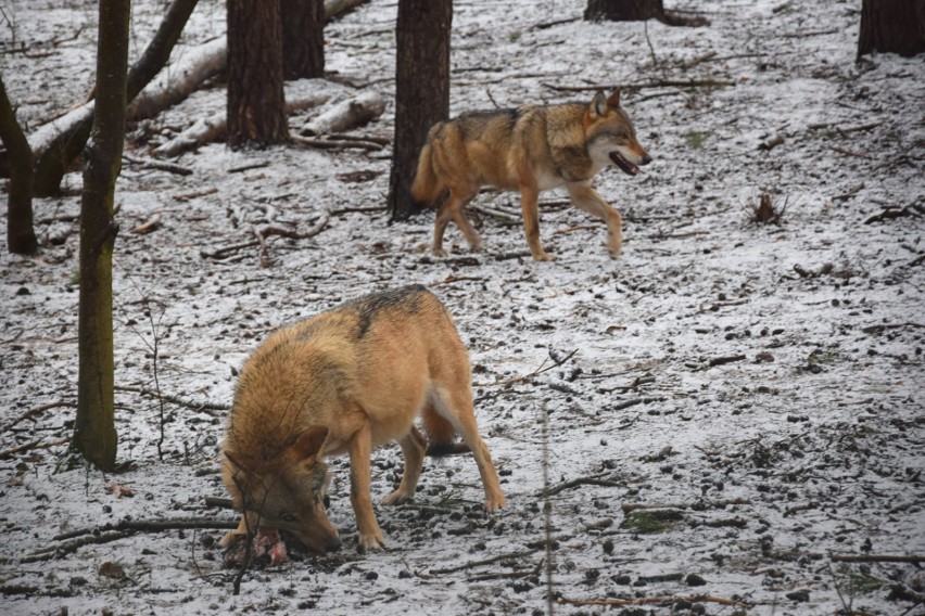 Śnieg zasypał poznański ogród zoologiczny. Od rana po...