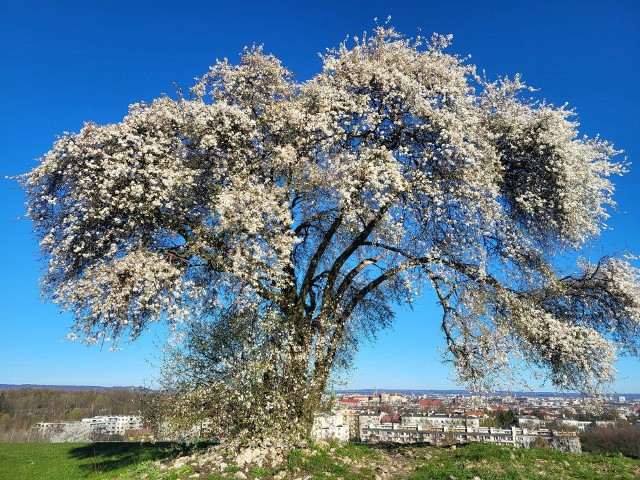 Drzewo oblepione białymi kwiatuszkami na tle niebieskiego nieba wyglądają obłędnie!