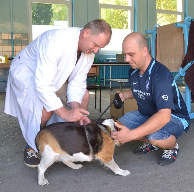 lekarz weterynarii Krzysztof Łańcucki  szczepi przeciwko wściekliźnie Lenę, rasy beagle, której właścicielem jest Bartosz Sobiecki