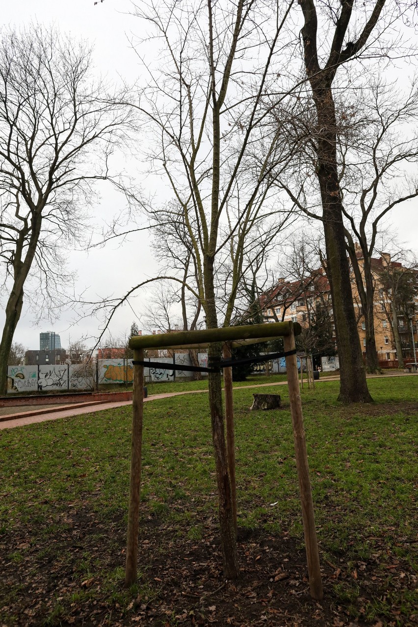 Koniec akcji sadzenia drzew w Szczecinie! Zobacz, gdzie pojawiły się nowe nasadzenia 